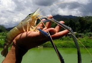 国产对白虾是淡水虾吗,揭秘淡水与海水虾的奥秘