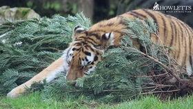 四虎国产精,四虎国产精生成背后的故事与影响